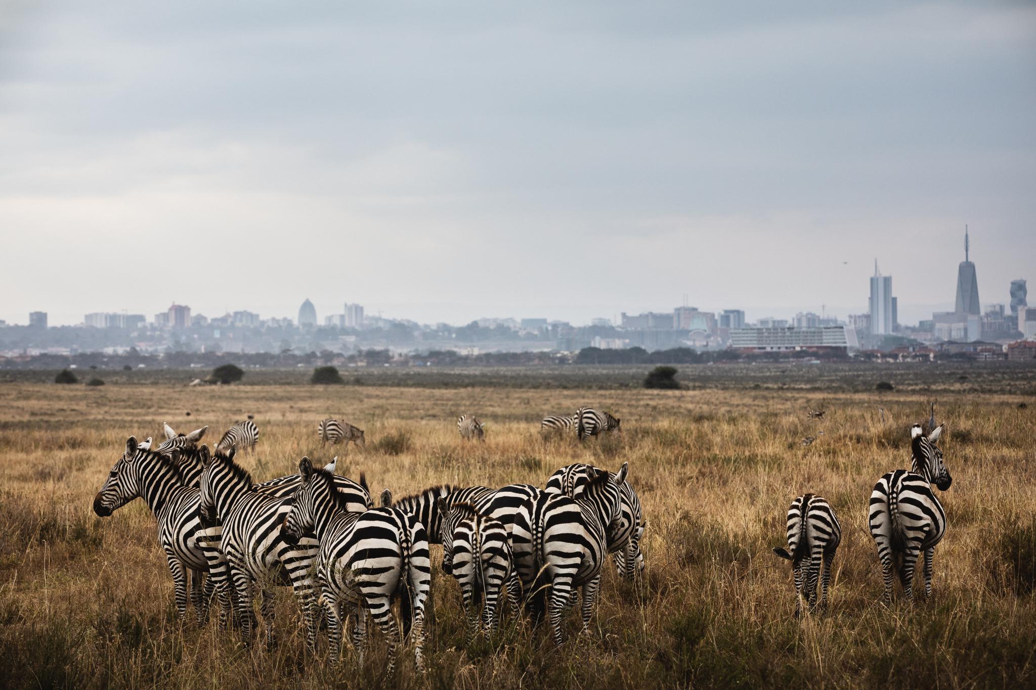 Image of Nairobi National Park in the foreground with city skyline in the background