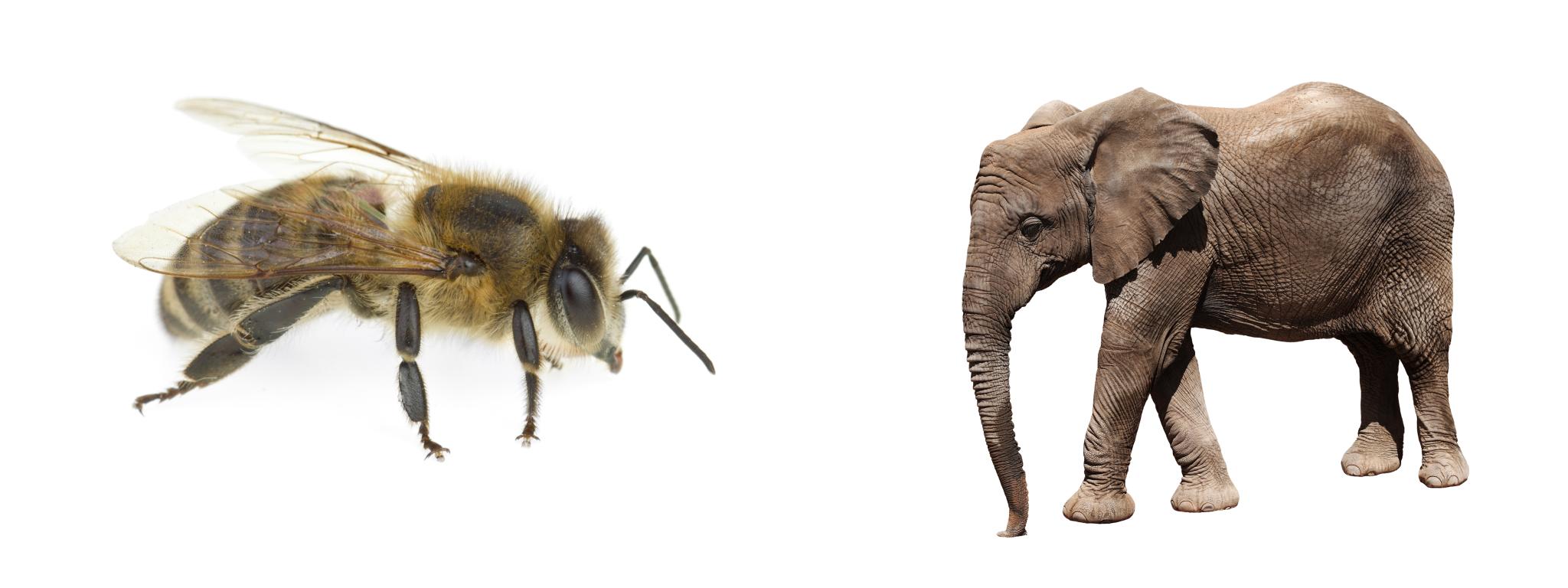 Bee vs Elephant