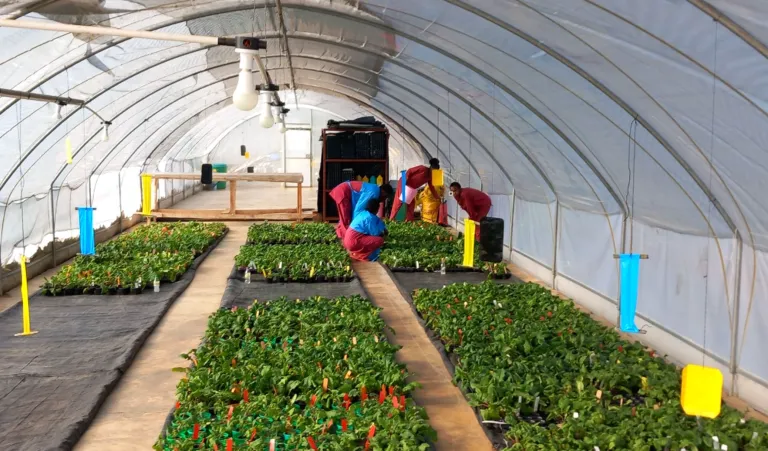 Kas Seed2Feed Ghana