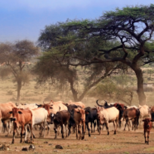 Sustainable Livestock Farming Innovation Mission Photo