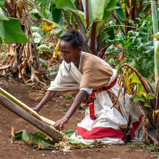 Enset – the tree against hunger 