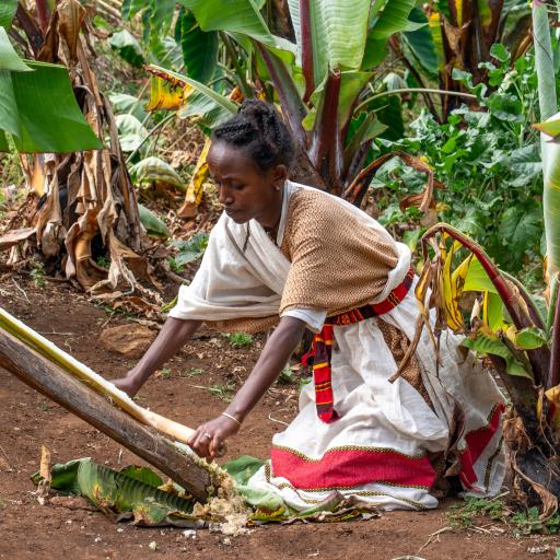 Enset – the tree against hunger 