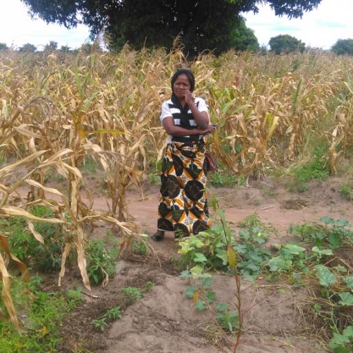 Translator and maize field