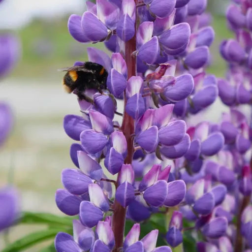 Bees versus Elephants