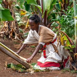 Enset – the tree against hunger 