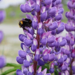 Bees versus Elephants